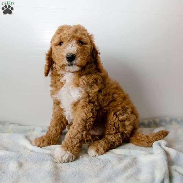 Alex, Mini Goldendoodle Puppy